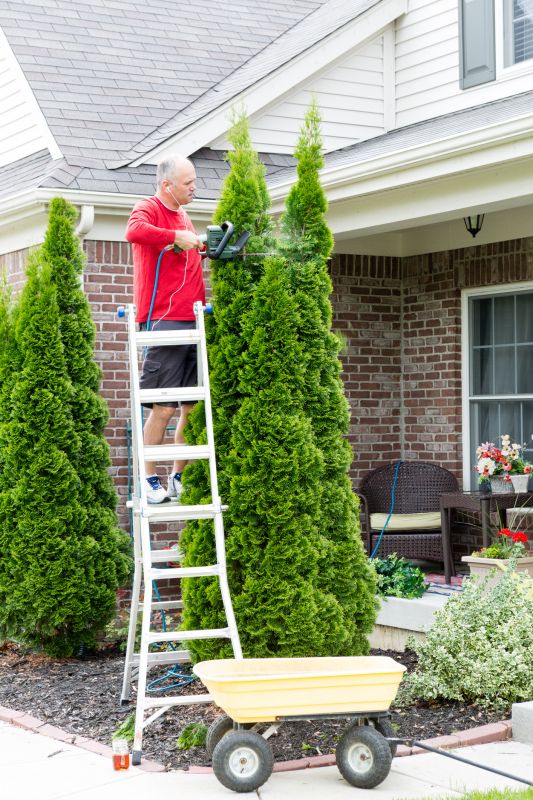 Arborvitae Pruning