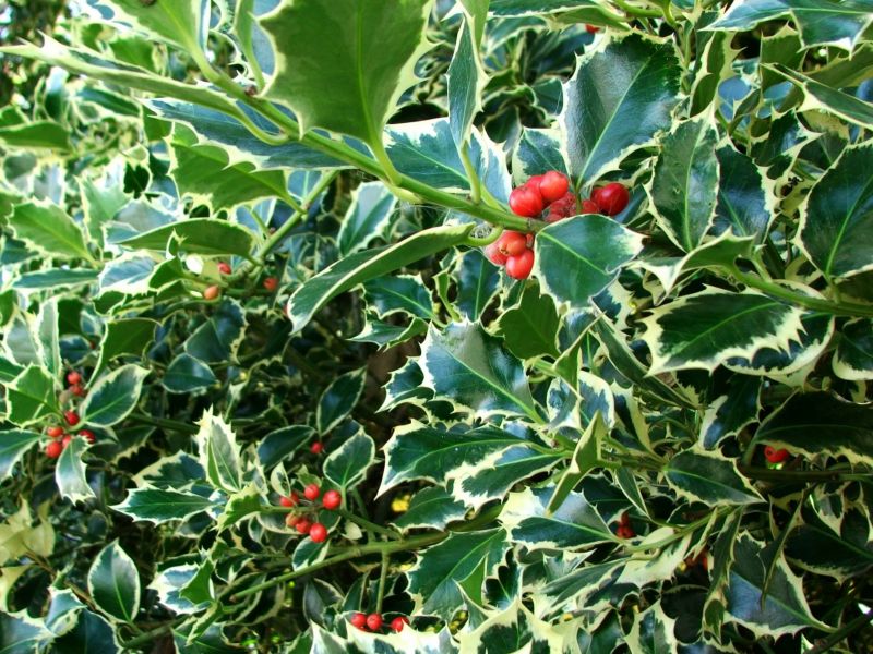 Holly Shrub Pruning