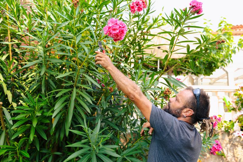 Close-up of Pruned Shrubs