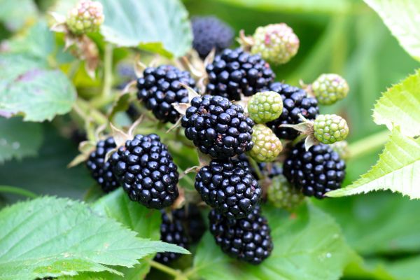 Blackberry Bush Removal in Encinitas