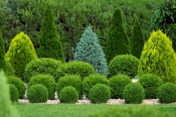 Cost of Bush Shaping Service in Encinitas