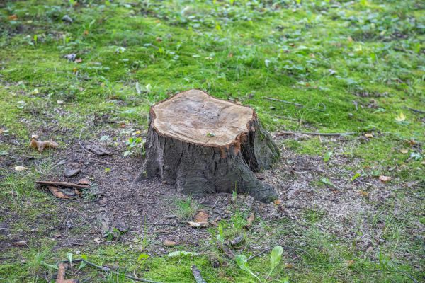 Bush Stump Removal in Encinitas