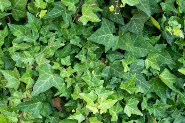 Cost of English Ivy Removal in Encinitas
