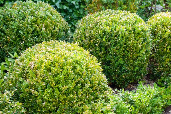 Cost of Landscape Trimming Service in Encinitas