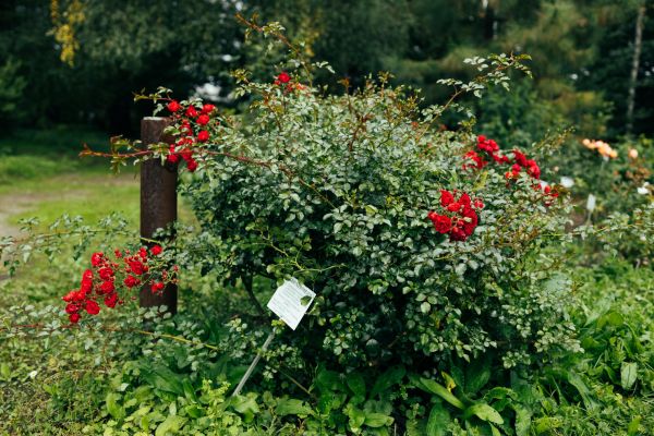 Cost of Rose Bush Removal in Encinitas