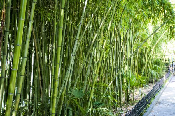 Cost of Bamboo Root Removal in Encinitas