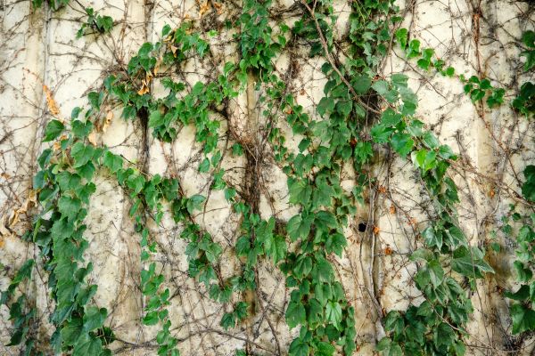 Cost of Vine Removal Service in Encinitas