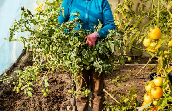 Cost of Garden Plant Removal in Encinitas