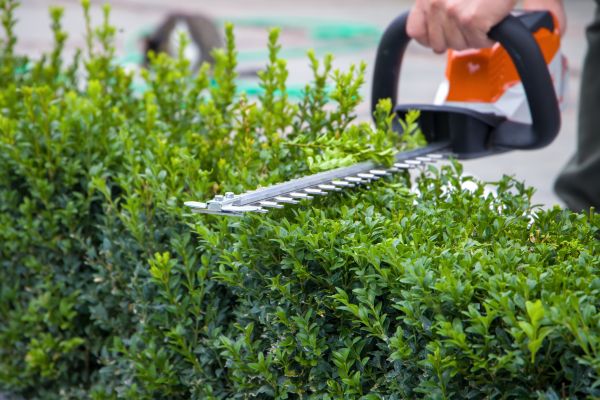 Hedge Shearing in Encinitas