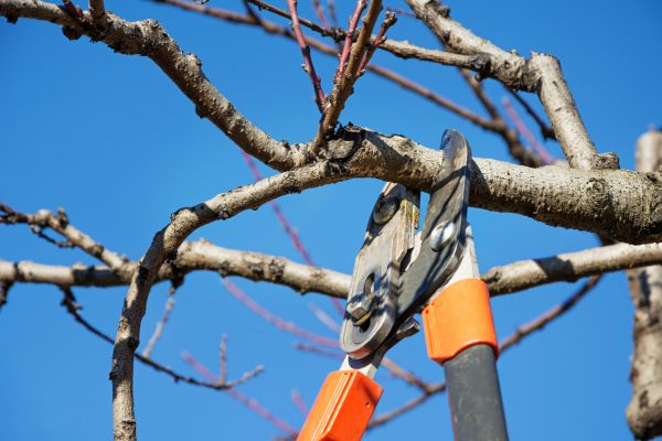 Cost of Selective Pruning in Encinitas