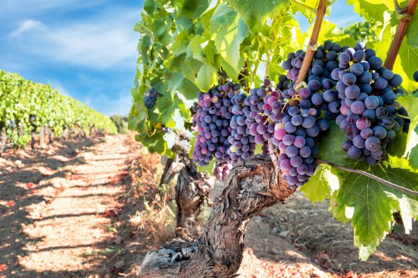 Cost of Grapevine Pruning in Encinitas
