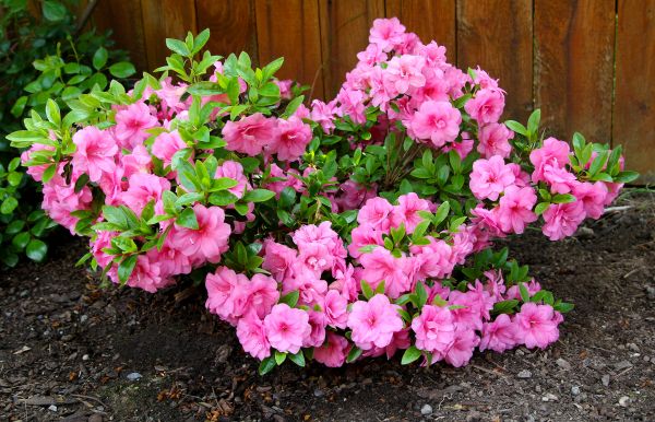 Cost of Azaleas Removal in Encinitas