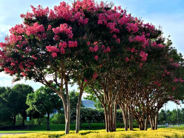 Cost of Crepe Myrtle Pruning in Encinitas