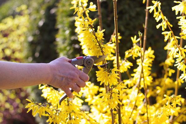 Forsythia Pruning in Encinitas