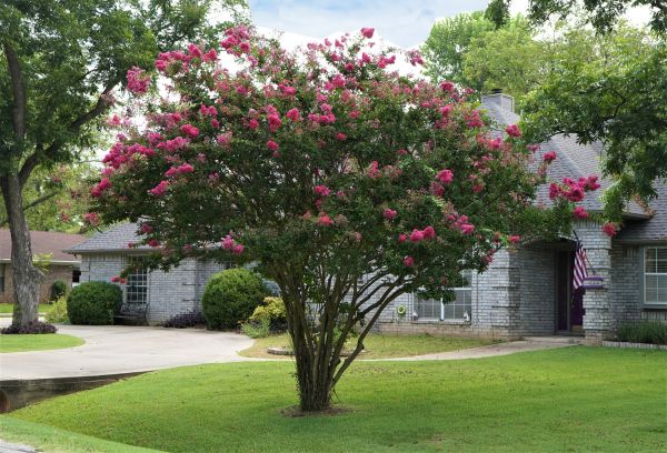 Crepe Myrtle Trimming in Encinitas