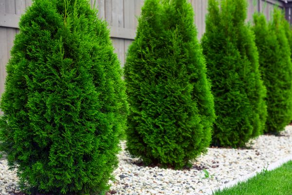 Cost of Arborvitae Removal in Encinitas