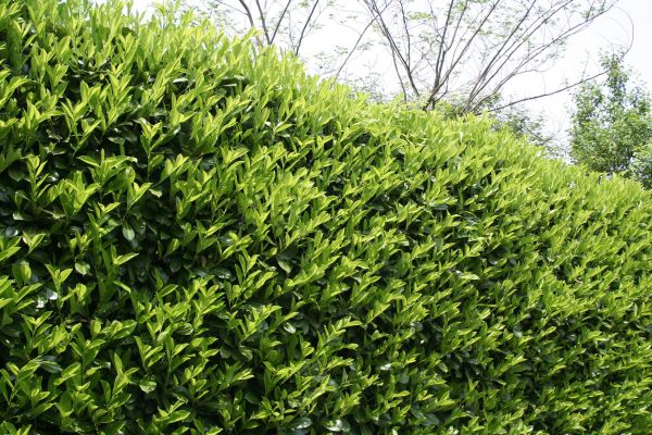 Cost of Laurel Shrub Removal in Encinitas