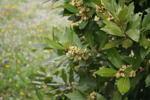 Cost of Laurel Trimming in Encinitas