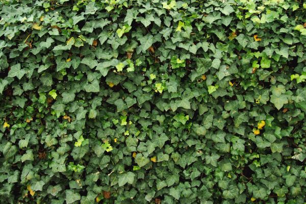Cost of Ivy Pruning service in Encinitas