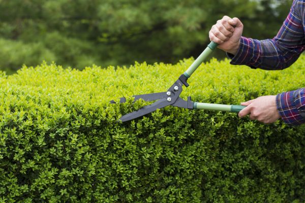 Cost of Evergreen Shrub Pruning in Encinitas