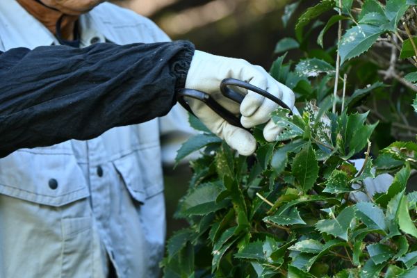 Holly Pruning in Encinitas