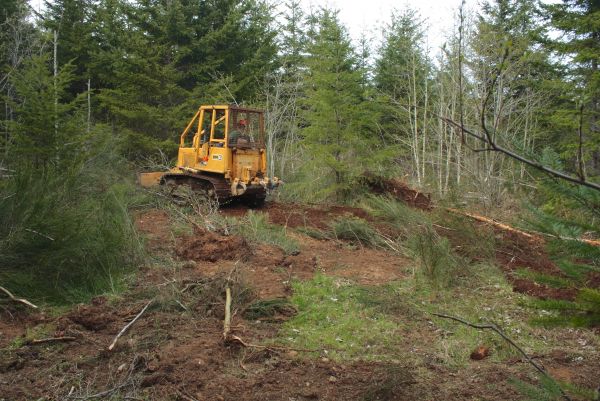 Cost of Shrubbery Clearing in Encinitas