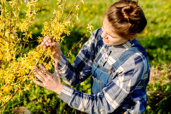 Forsythia Trimming in Encinitas