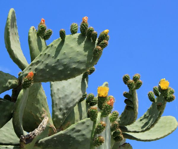 Cost of Cactus Removal in Encinitas