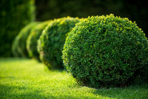 Boxwood Shaping in Encinitas
