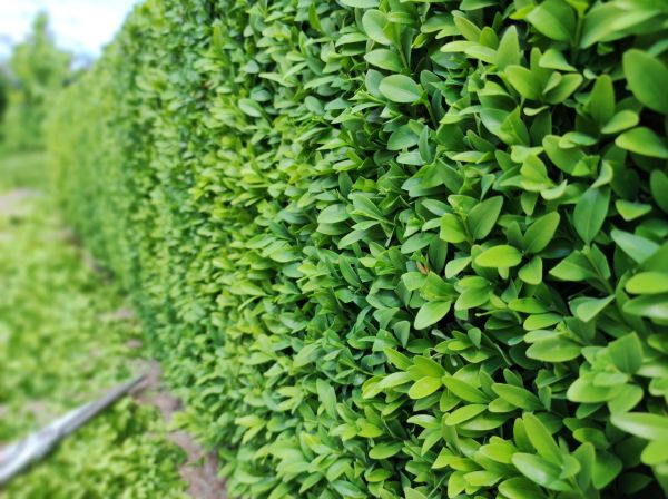 Cost of Boxwood Pruning in Encinitas