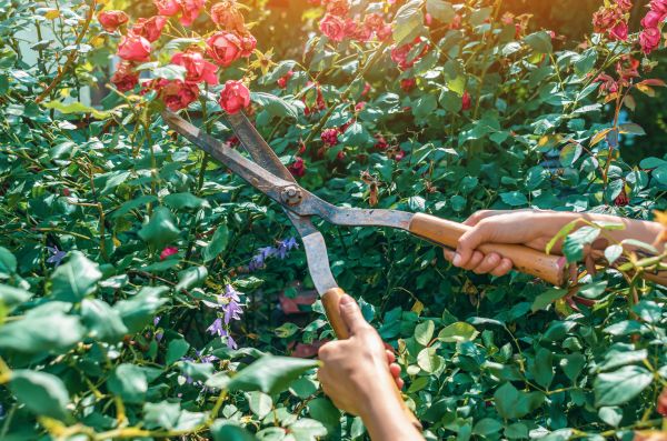 Knockout Roses Pruning in Encinitas
