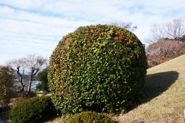 Holly Shrub Pruning in Encinitas