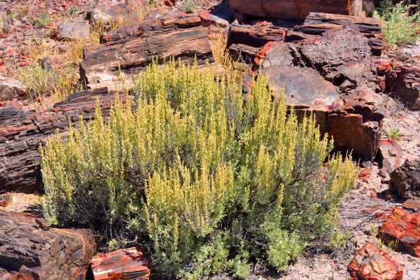 Cost of Sagebrush Removal in Encinitas