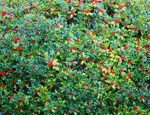 Cost of Holly Bush Removal in Encinitas