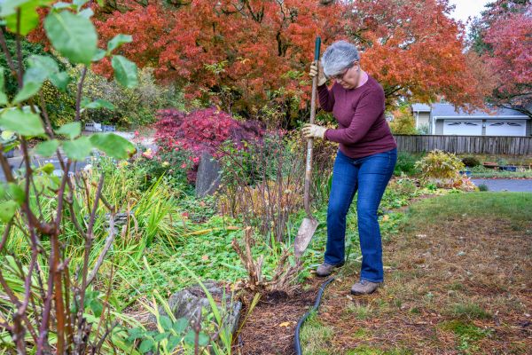Cost of Dead Bush Removal in Encinitas