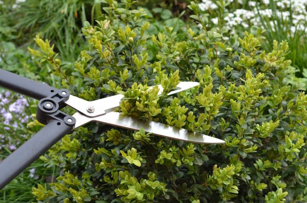 Cost of Boxwood Trimming in Encinitas