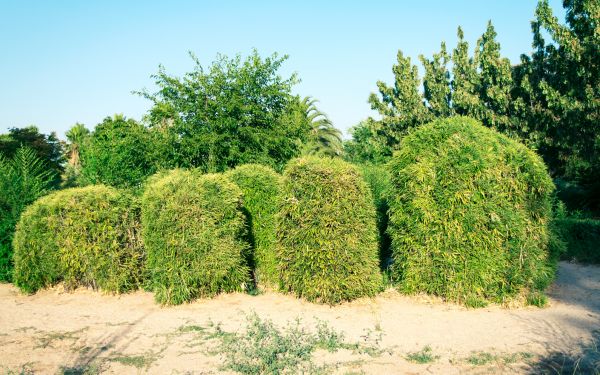 Cost of Bamboo Hedge Removal in Encinitas