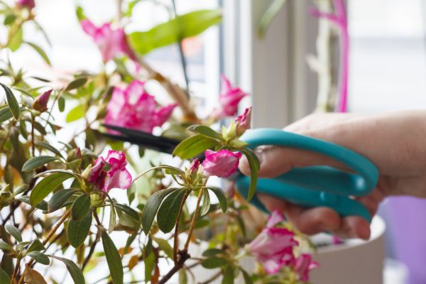 Azalea Pruning in Encinitas