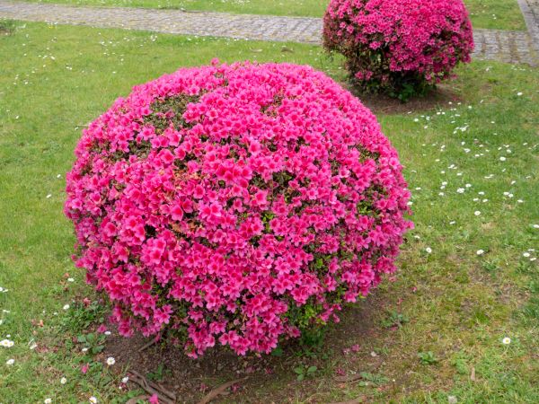 Rhododendron Pruning in Encinitas