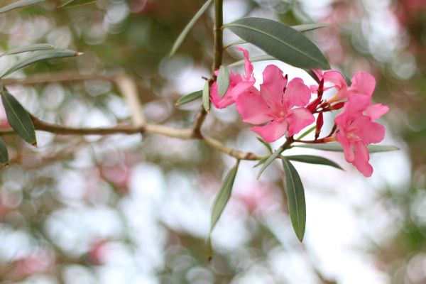 Cost of Oleander Removal in Encinitas