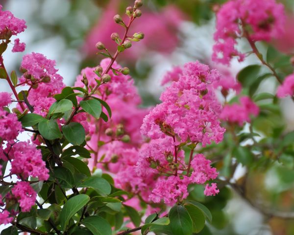 Cost of Crepe Myrtle Removal in Encinitas
