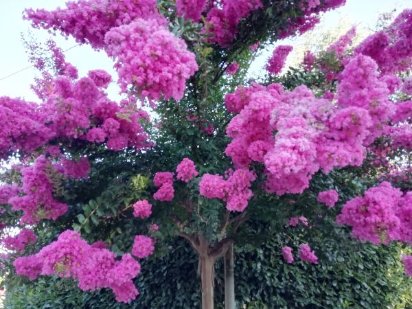 Crape Myrtle Pruning in Encinitas