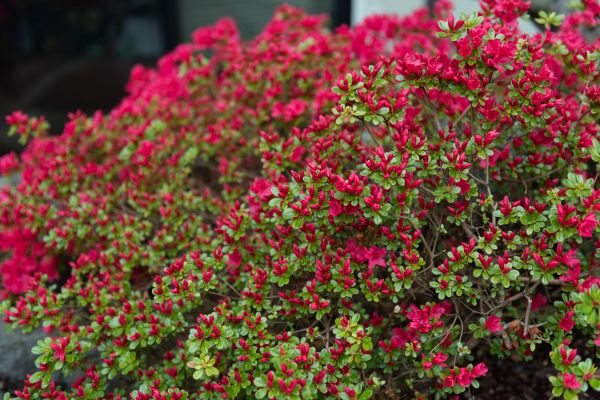 Cost of Weigela Removal Service in Encinitas