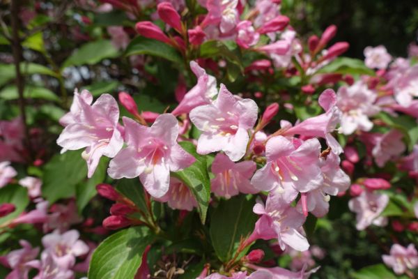 Cost of Weigela Pruning Service in Encinitas