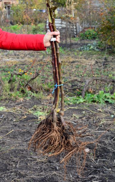 Cost of Shrub Root Removal in Encinitas