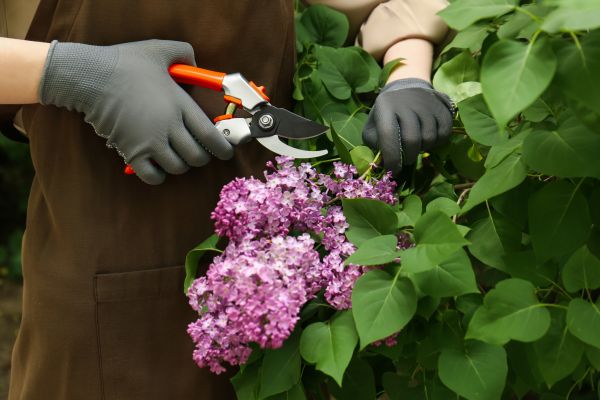 Cost of Lilac Pruning Service in Encinitas