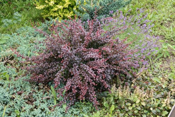Cost of Japanese Barberry Removal in Encinitas