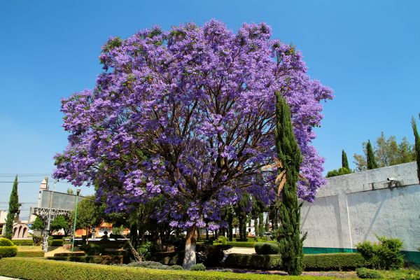 Cost of Jacaranda Pruning in Encinitas