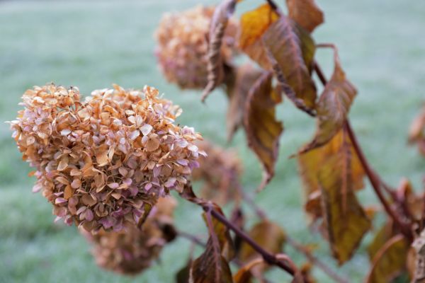 Cost of Hydrangea Removal in Encinitas