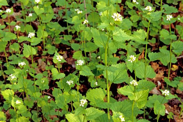 Cost of Garlic Mustard Removal in Encinitas